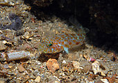 Large-scaled goby (Thorogobius macrolepsis) on bottom, Agay, France, Mediterranean Sea