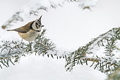 Crested Tit (Lophophanes cristatus) in winter on a fir in winter, Alsace, France