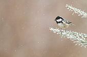 Coal Tit (Parus ater) in winter on a fir in winter, Alsace, France