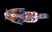 Common squid (Loligo vulgaris), two-day-old planktonic larva with extensive chromatophores. Length 6 mm.