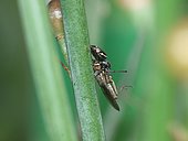 Jumping spider (Heliophanus kochii) having caught a Fruit fly (Tephritis nigricauda) on a Hollow-stemmed asphodel (Asphodelus fistulosus) stem