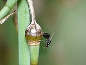 Eurytomidae (Bruchophagus abscedus) laying in a Branched asphodel (Asphodelus ramosus) capsule. Note the wings without color and the abdomen more elongated than the new species Bruchophagus lecomtei.
