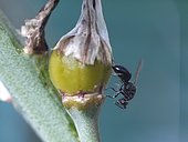 Eurytomidae (Bruchophagus abscedus) laying in a Branched asphodel (Asphodelus ramosus) capsule. Note the wings without color and the abdomen more elongated than the new species Bruchophagus lecomtei.