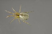 Young Tangle web spider (Kochiura aulica) present on Branched Asphodel (Asphodelus ramosus). Occitania, France
