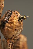 Emergence of a Parasitoid wasp (Pteromalus tethys) from a capsule of Branched asphodel (Asphodelus ramosus), March 19, 2014
