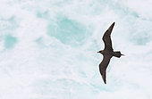 Arctic Skua (Stercorarius parasiticus) in flight above the sea, Shetland