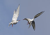 Arctic terns (Sterna paradisaea) in squabling flight, Scotland