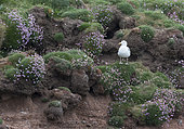 Herring gull (Larus argentatus) on a cliff amongst flowers, Shetland