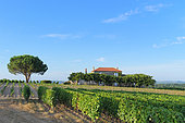 Vines and vineyards of the AOC Sauternes. Commune of Fargues, Gironde (33), France