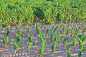 Young plants of Vines and vineyards of the AOC Sauternes. Commune of Fargues, Gironde (33), France