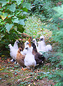 Chickens Negre-Soie breed, Dordogne, France