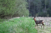 Roe deer (Capreolus capreolus) in a field of Maize (Zea mays) in spring, Ménestreau-en-Villette, Loiret, Region Center Loire Valley, France
