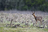 Roe deer (Capreolus capreolus) in a field of Maize (Zea mays) in spring, Ménestreau-en-Villette, Loiret, Region Center Loire Valley, France
