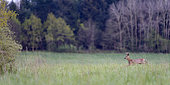 Roe deer (Capreolus capreolus) running in a field of Maize (Zea mays) in spring, Ménestreau-en-Villette, Loiret, Region Center Loire Valley, France