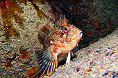 Tompot Blennie (Parablennius gattorugine), Seven Islands Nature Reserve, Brittany, France Atlantic Ocean