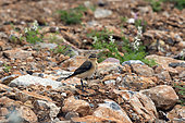 Northern Wheatear (Oenanthe oenanthe) on a stony slope in spring, Surroundings of Hyères, Mediterranean Coast, France