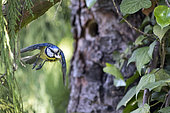 Mésange bleue (Cyanistes caeruleus), En vol à la sortie du nid avec un sac fécal dans le bec au printemps, Jardin de campagne, Lorraine, France