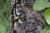 Blue Tit (Cyanistes caeruleus), Out of the nest with a fecal bag in the beak in spring, Country garden, Lorraine, France