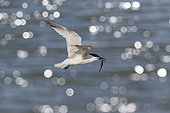 Sandwich tern (Sterna sandvicensis), In flight with prey in spring, Sebastopol Polder, Noirmoutier island, Atlantic Coast, France