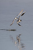 Mediterranean Gull (Larus melanocephalus) and Sandwich tern (Sterna sandvicensis), Quarrel in flight for a fish in spring, Polder of Sebastopol, Ile de Noirmoutier, Atlantic coast, France
