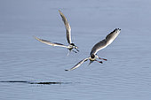 Black-headed gull (Larus ridibundus) and Sandwich tern (Sterna sandvicensis), Quarrel in flight for a fish in spring, Polder of Sebastopol, Ile de Noirmoutier, Atlantic coast, France