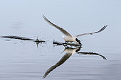 Sandwich tern (Sterna sandvicensis), cleaning is beak in flight at the surface of the water in spring, Sebastopol Polder, Noirmoutier island, Atlantic Coast, France