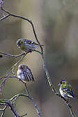 Siskin (Spinus spinus) Male, female and juvenile on a branch of Alder in winter, Country garden, Lorraine, France
