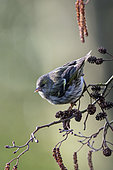Siskin (Spinus spinus) Female on a branch of Alder in winter, Country garden, Lorraine, France