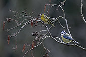 Siskin (Spinus spinus) and Blue Tit (Cyanistes caeruleus), On a branch of Alder in winter, Country garden, Lorraine, France