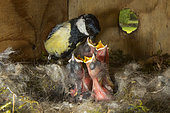 Great Tit (Parus major), Adult feeding her chicks with a larva in a nest box, Spring garden in the spring, Lorraine, France