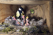 Great Tit (Parus major), Adult feeding her chicks with a larva in a nest box, Spring garden in the spring, Lorraine, France