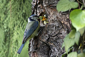 Blue Tit (Cyanistes caeruleus), Adult with larva in nest feeding a chick in spring, Country garden, Lorraine, France