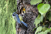 Blue Tit (Cyanistes caeruleus), Set with larva in the beak to the nest in spring, Country garden, Lorraine, France
