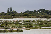 Reserve of seabirds in seaside in spring,Sevastopol Polder on the island of Noirmoutier, Atlantic coast, France
