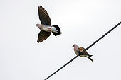 European Turtle Dove (Streptopelia turtur) on a cable and in flight in spring, Ile de Noirmoutier, Atlantic coast, France