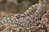 Spider-tailed horned viper (Pseudocerastes urarachnoides), Zagros Mountains, Ilam Province, Iran