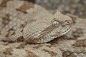 Portrait of False Horned Viper (Pseudocerastes fieldi or Pseudocerastes persicus). Snake living in the same habitat as Spider-tailed horned viper (Pseudocerastes urarachnoides), Zagros Mountains, Ilam Province, Iran.
