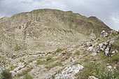 Habitat of Spider-tailed horned viper (Pseudocerastes urarachnoides), Zagros Mountains, Ilam Province, Iran