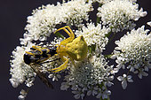 Crab Spider (Thomisus onustus), catching a wasp beetle on an umbelliferae in spring, Plaine des Maures, near Vidauban, Var 83, France