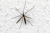Large crane fly (Tipula maxima), on a wall in spring, Country garden in Lorraine, France