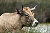 Portrait of a Maraichine cow grazing in a wet meadow in spring, Polder de Sebastopol in Noirmoutier, Vendée 85, France