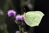 Brimstone (Gonepteryx rhamni), Foraging on a flower of thistle in spring, Forest of the queen near Toul, Lorraine, France