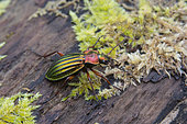 Ground beetle (Chrysocarabus auronitens)