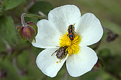 Sage-leaved Rock Rose (Cistus salviifolius) with Oxythyrea (Oxythyrea funesta) and Red checkered beetle (Trichodes sp) in spring, Hill of Massif des Maures, Var 83, France