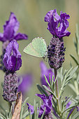 Green Hairstreak (Callophrys rubi) foraging a flower of French Lavender in spring, Massif des Maures, Hyères surroundings, Var 83, France