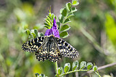 Southern Festoon (Zerynthia polyxena) Posed on an Vetch in spring, Massif des Maures, Hyères surroundings, Var 83, France