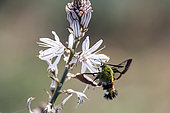 Broad-bordered Bee Hawk-Moth (Hemaris fuciformis), Foraging of asphodel flowers in spring, Massif des Maures surroundings of Hyères, Var 83, France