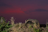 Badger (Mels meles) looking for food in the British countryside at sunset, England