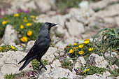 Jackdaw (Corvus monedula) on rocks and yellow flowers, Algarve, southern Portugal