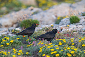 Choughs (Pyrrhocorax pyrrhocorax) on ground and yellow flowers in spring, Algarve, southern Portugal